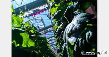 Kabinetsbesluit zet kwaad bloed bij glastuinbouw: Extra kostenstijging door ETS-2 en groen gas