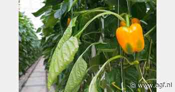 Paprikaprijs knalt omlaag, en ook hoge volumes tomaat en komkommer vormen uitdaging
