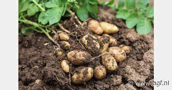 EU-prijzen voor industrieaardappelen sterk gedaald