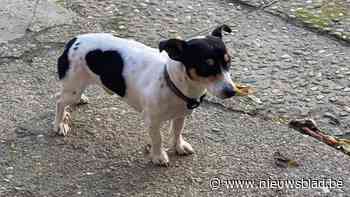 Ranst heeft eigen hondenprotocol tegen gevaarlijke en agressieve honden, “vergelijk het met bouwvisie”