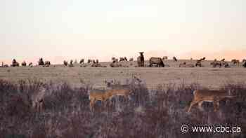 New provincial rules permit hunters to kill problem elk