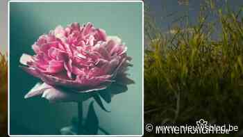 Anna Goossens, 75 jaar