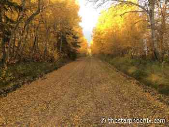 Opinion: Earth Day time to recall value of forests, including in Sask.