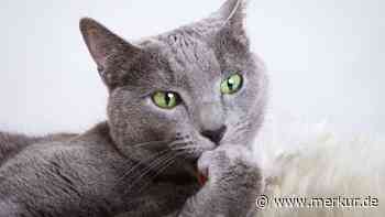 Katzenpflege: Muss ich meiner Katze die Krallen schneiden?