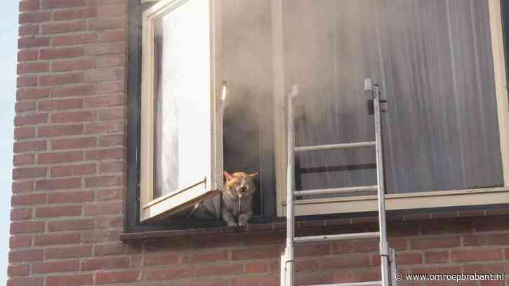 Brand in huis: vrouw en kind naar ziekenhuis, meerdere katten zoek