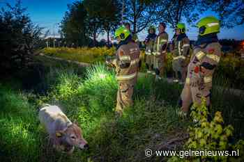 Kalf ontsnapt uit weiland en belandt in sloot