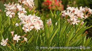 Oleander im Frühling pflegen: Welche Exemplare sie jetzt umtopfen sollten