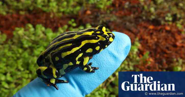 Scientists hope sequencing genome of tiny ‘functionally extinct’ frog could help save it