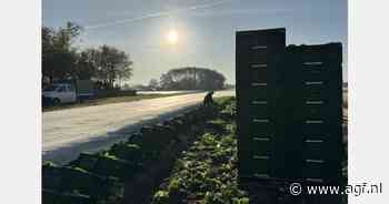 "Vlekkeloze aansluiting van Franse op Hollandse vollegrondssla"
