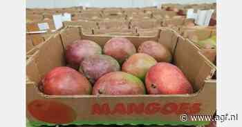 "Moeilijke overgangsperiode mango's Peru en West-Afrika"