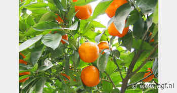 Zuid-Afrikaanse citrussector verwacht gestage groei
