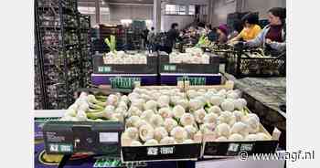 "Oogst Turkse knoflook goed van start"