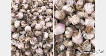 "Knoflookprijzen op hoogste niveau ooit"