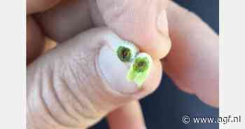 Vorstschade dreigt opnieuw voor Poolse appels en bessen