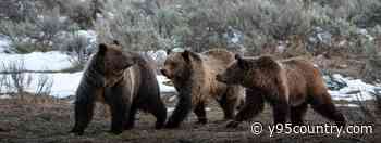 Wyoming Bear Jams: Understanding The Risks And Responsibilities