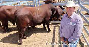 What does this visitor from NSW think of WA's Santa Gertrudis stock?