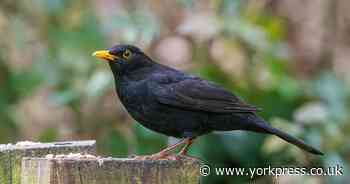 Keep birds away from your garden by planting flowers of this 'danger' colour