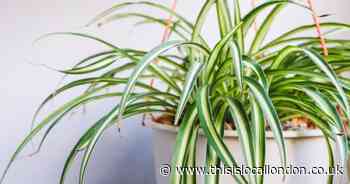 The 7 houseplants that will cool your home down for free