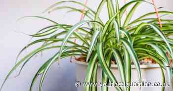 The 7 houseplants that will cool your home down for free