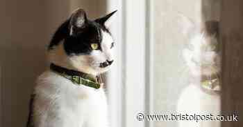 Vet issues 'serious injury' alert for pet owners amid heatwave