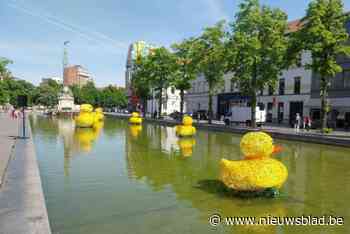 De eendjes van de Vismet zijn terug