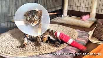 Gifhorn: Angeschossener Kater kämpft nach Operationen weiter
