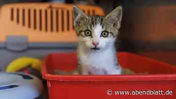 Tierheim hat unerwartete Probleme bei Sanierung des Katzenhauses