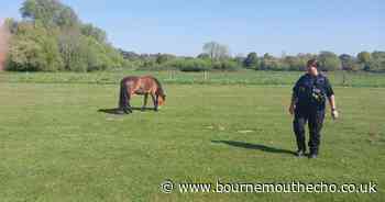 Wandering horse on busy road found by police