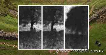 See shocking footage of Sycamore Gap tree being felled in 'moronic mission'