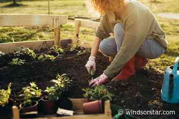 Baranyai: Gardening a balm amid world's chaos