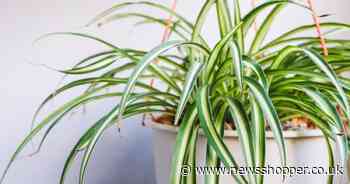 The 7 houseplants that will cool your home down for free