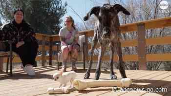 WATCH:  World's tallest dog meets world's shortest dog