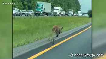 WATCH:  Runaway kangaroo causes car crash, shuts down Alabama highway