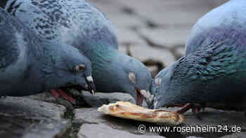 Tote Tauben am Erhartinger Friedhof vergraben - Polizei ermittelt