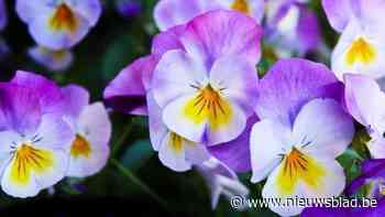 Gemeente deelt gratis viooltjes uit aan inwoners