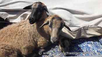 Kontrolle auf A36: Polizei entdeckt drei Schafe unter Anhänger-Plane