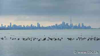 Ontario is scaling back species at risk protections, worrying advocates and inviting federal intervention