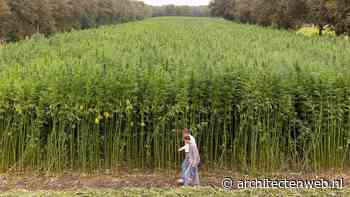 Heijmans breidt teelt van vezelhennep uit naar ruim 20 hectare