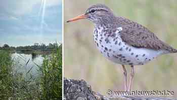 Zeldzame Amerikaanse oeverloper waargenomen in Lier dankzij ObsIdentify-app