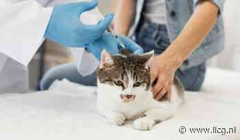 Vaccinatie: belangrijk om besmettelijke ziektes te voorkomen