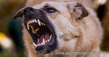 Investigation reveals shocking 132 per cent rise in Hertfordshire dog attacks