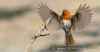 Gardeners urged to leave cheese out for robins and other birds this spring