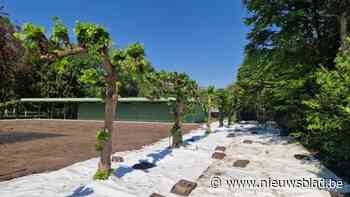 “Witte doeken moeten plant verstikken”: Brecht bindt strijd aan met Japanse duizendknoop