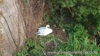 Nest an der Nagold: Nachwuchs der Calwer Schwäne ist da