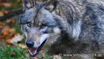 Junger Wolf bei Wildunfall auf St2105 nahe Waging am See getötet – LfU vor Ort