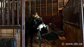 Did you know horses need dentists? Meet an equine dentist whose work is a mouthful