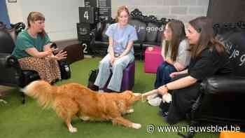 Nieuwe campushond Nubes verovert harten: “Heb moeten beloven dat ze er ook tijdens de examens bij zal zijn”