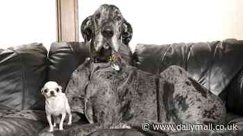 World's tallest and shortest dogs meet...and get on like a house on fire (despite a 3ft height difference!)
