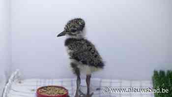 Uitbroeden van eieren helpt bedreigde weidevogels: “Maar het blijft de laatste reddingsboei”