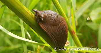 Gardening hack sees pests 'flee' from gardens when you use 55p homemade repellent